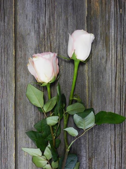 ESPERANCE  BI-COLOR WHITE/PINK ROSES